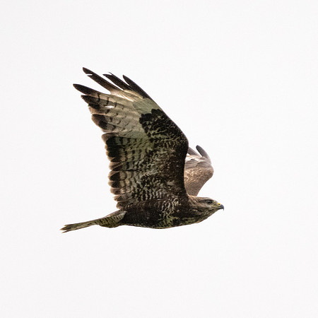 DSC_4073-Edit