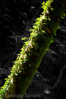 Web-00041