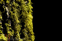 Web-00097