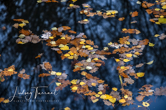 Gallery-0017