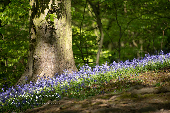 Gallery-0018